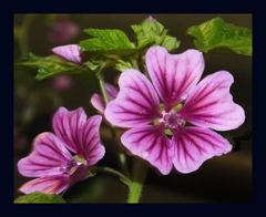 pink cute ladys