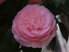 Camellia japonica light pink
