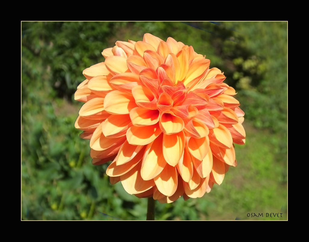 ダリア　Portlight Orange Dahlia