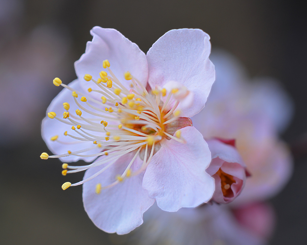 Japanese apricot03