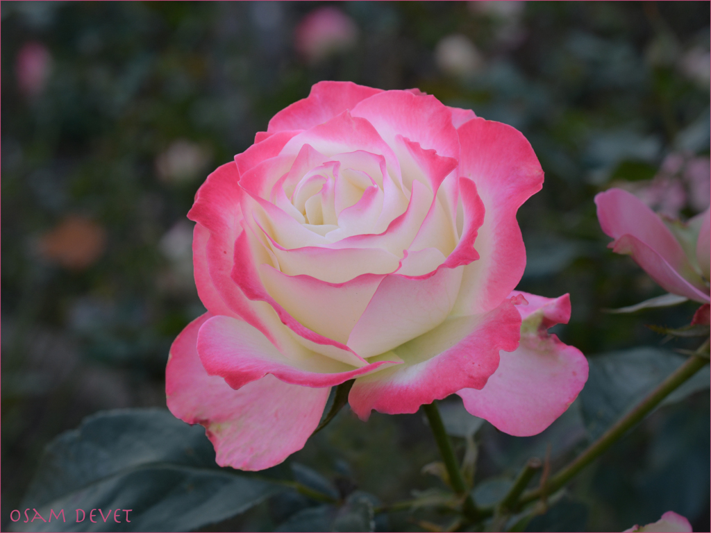 Pink and white rose02
