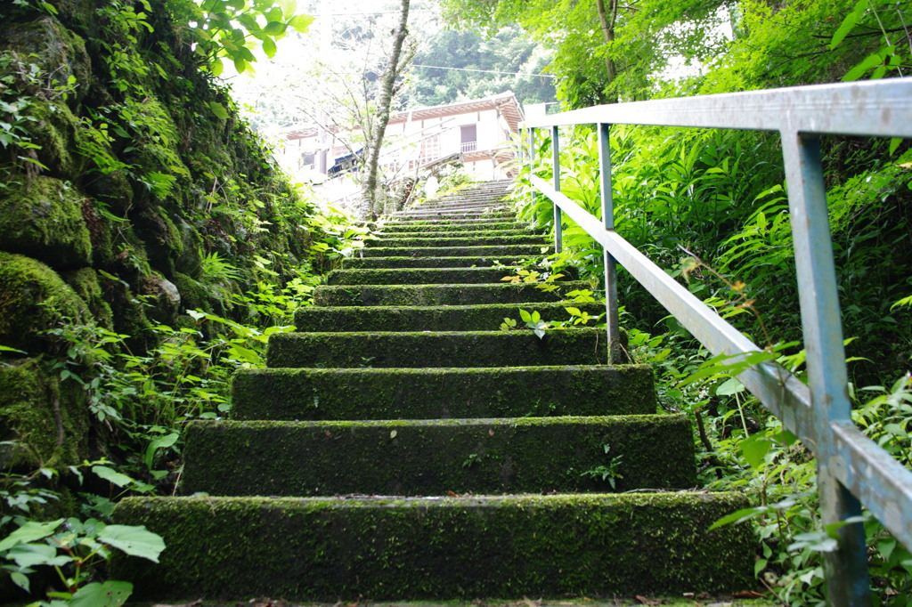 苔むした階段