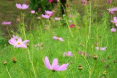 公園で花の写真を撮ってみた。
