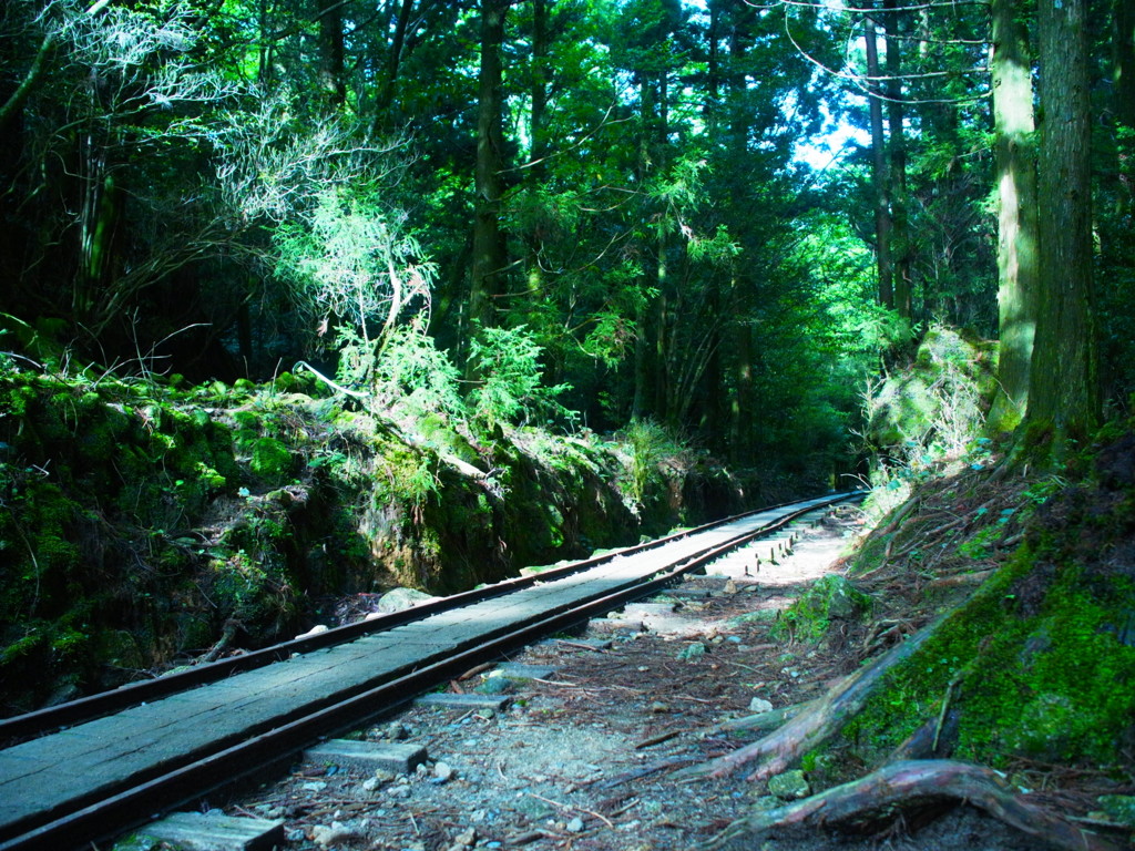 yakushima_5