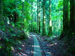 yakushima_6