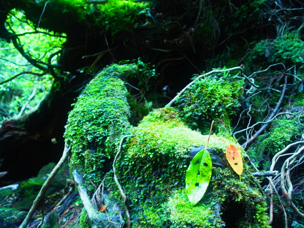 yakushima_8