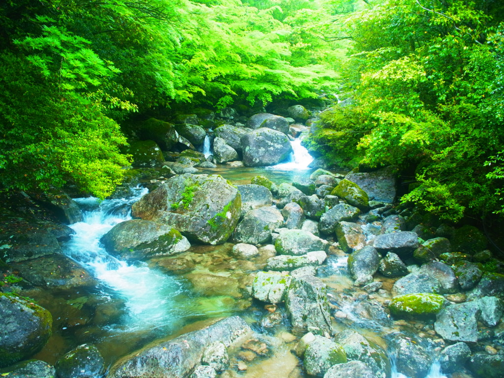 yakushima_7