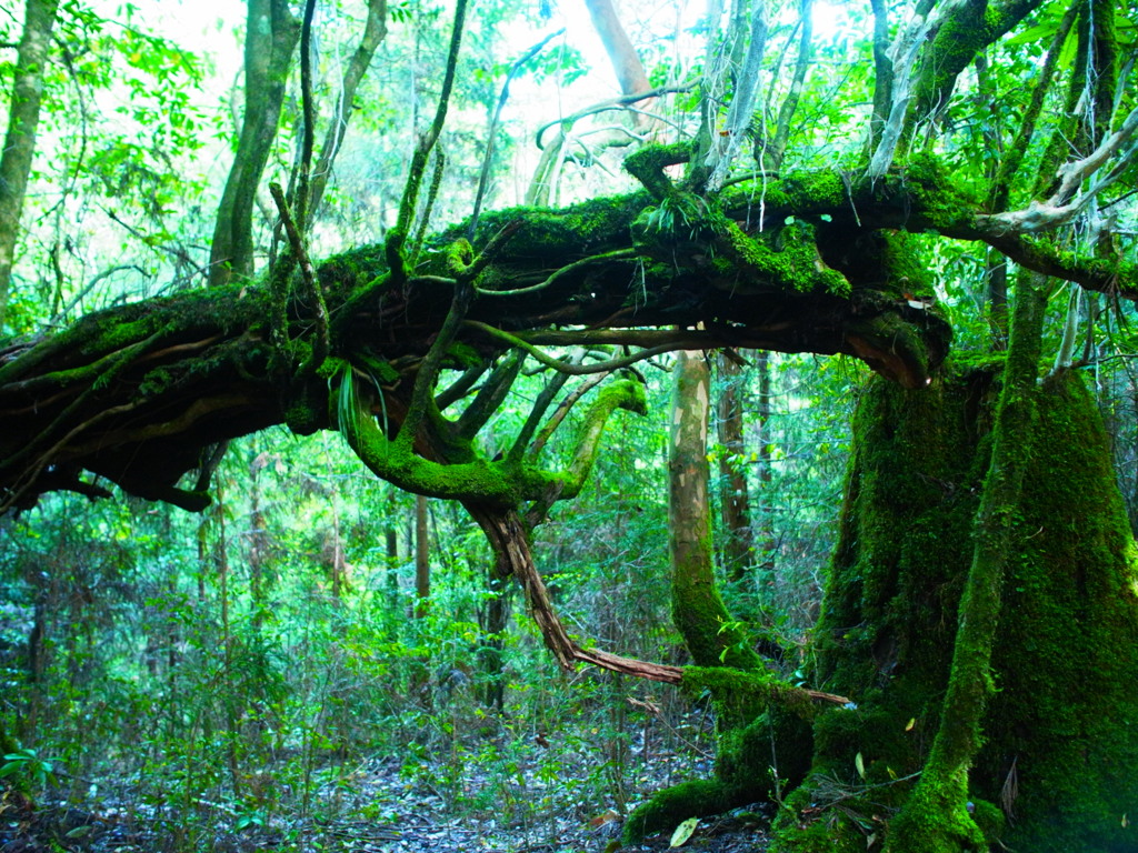 yakushima_3