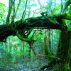 yakushima_3