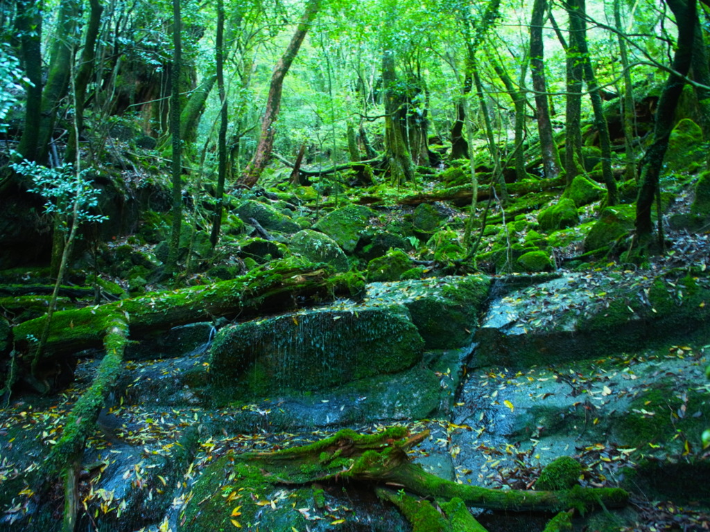 yakushima_1