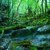 yakushima_1