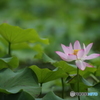 紅一点