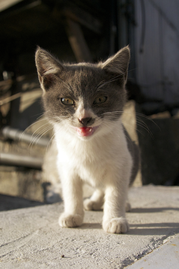 おまえのカリカリよこせー