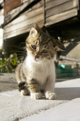 子猫のギモン