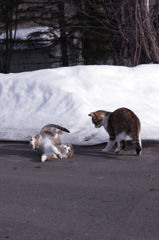 そんなことじゃカリカリはもらえないよ