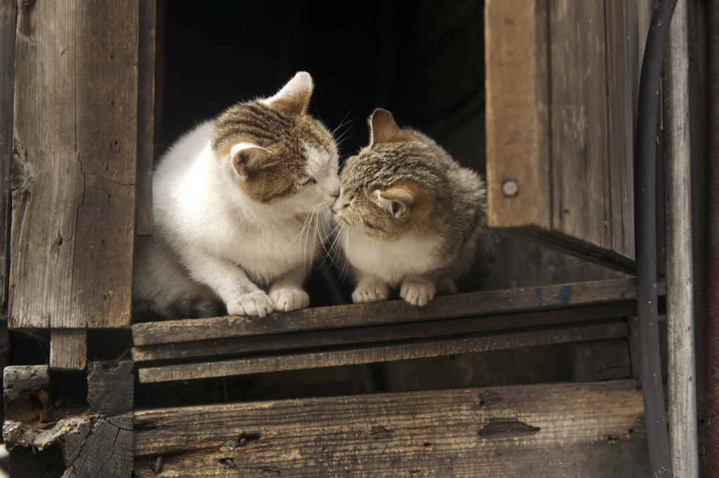 愛情たっぷりの秋