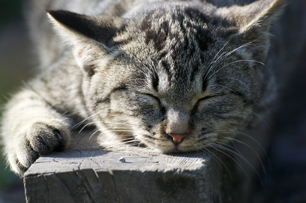 眠いのよね