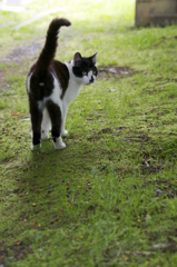 スニフの猫