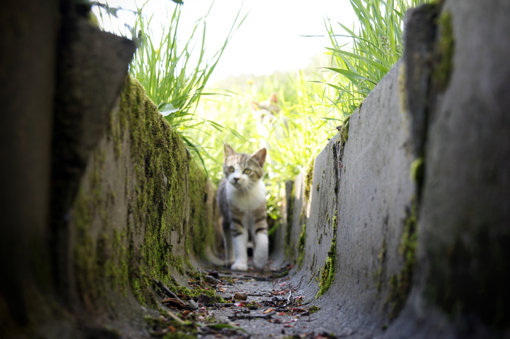 猫道