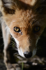 狐の瞳