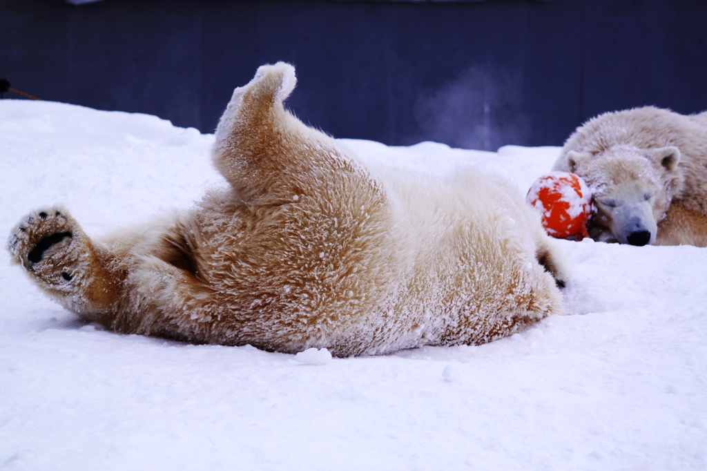 雪の子