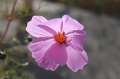 秋桜
