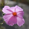 秋桜