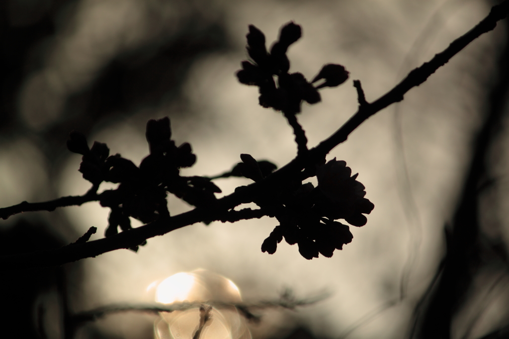 影桜