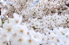 桜雪崩