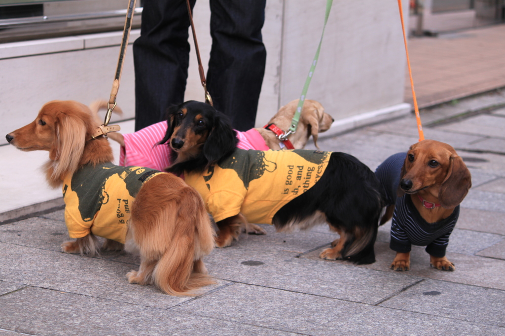 愛しき犬と、そして人へ・・