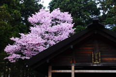 神域に咲く