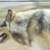 動