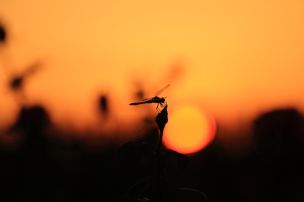 夕暮れの羽休め