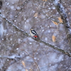 吹雪の中