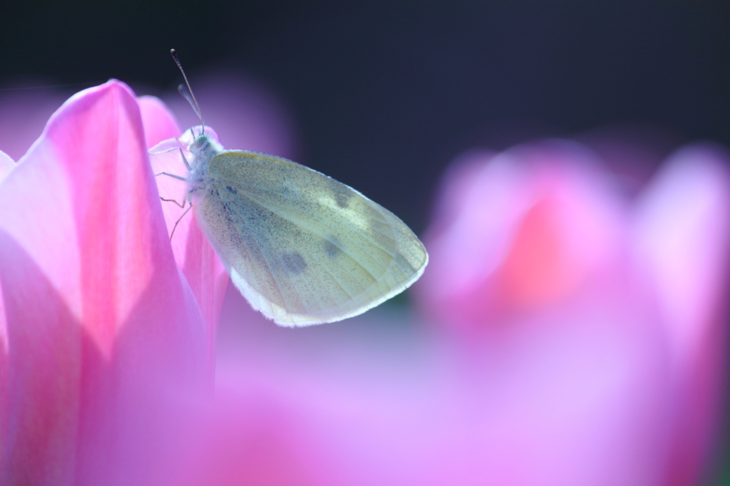 蜜の味