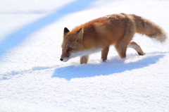 新年のご挨拶