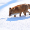 新年のご挨拶