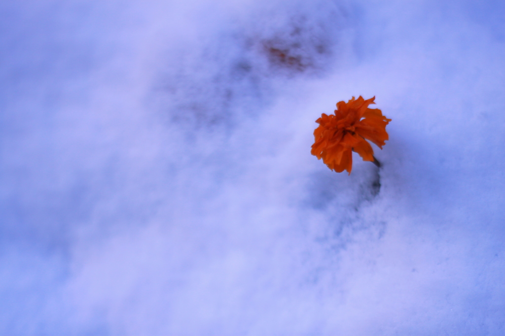 雪に咲く華