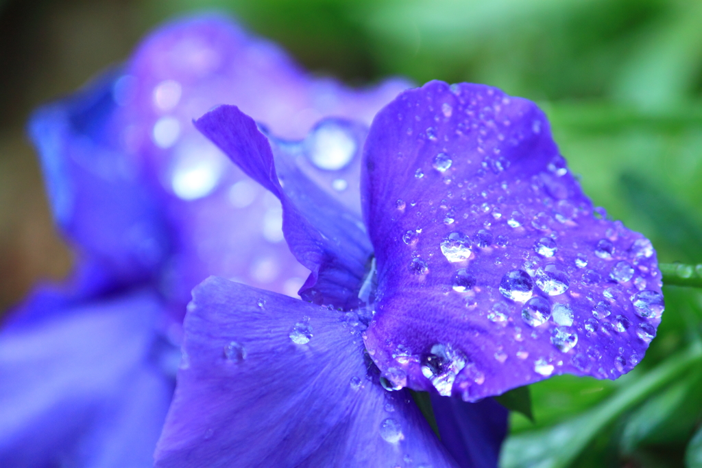 恵みの雨