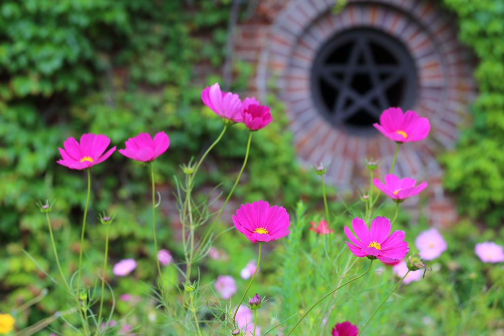 コスモスの花言葉に