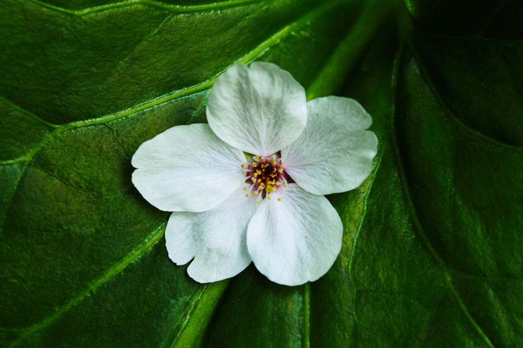 緑上の花