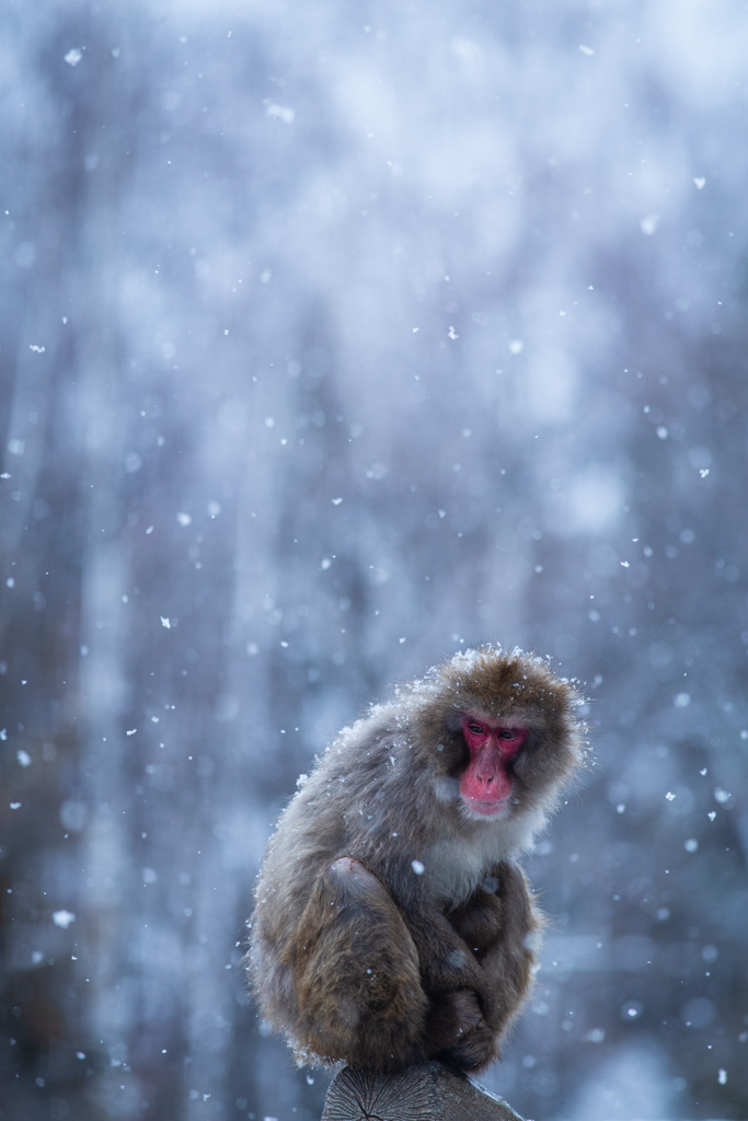 雪降る日のこと