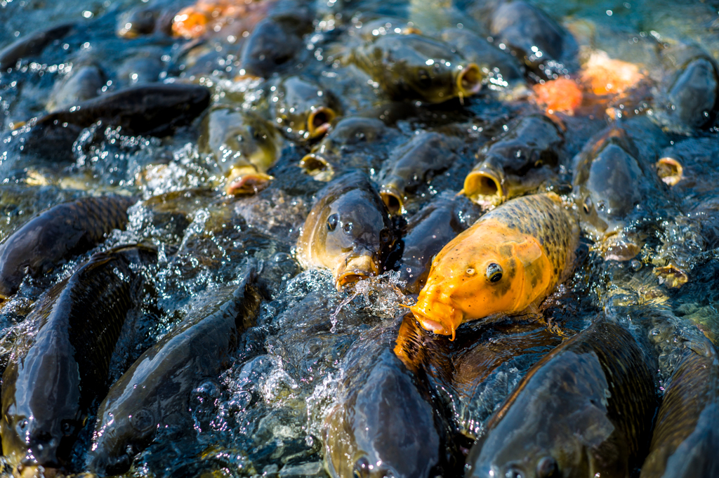 漢気ならぬ魚気