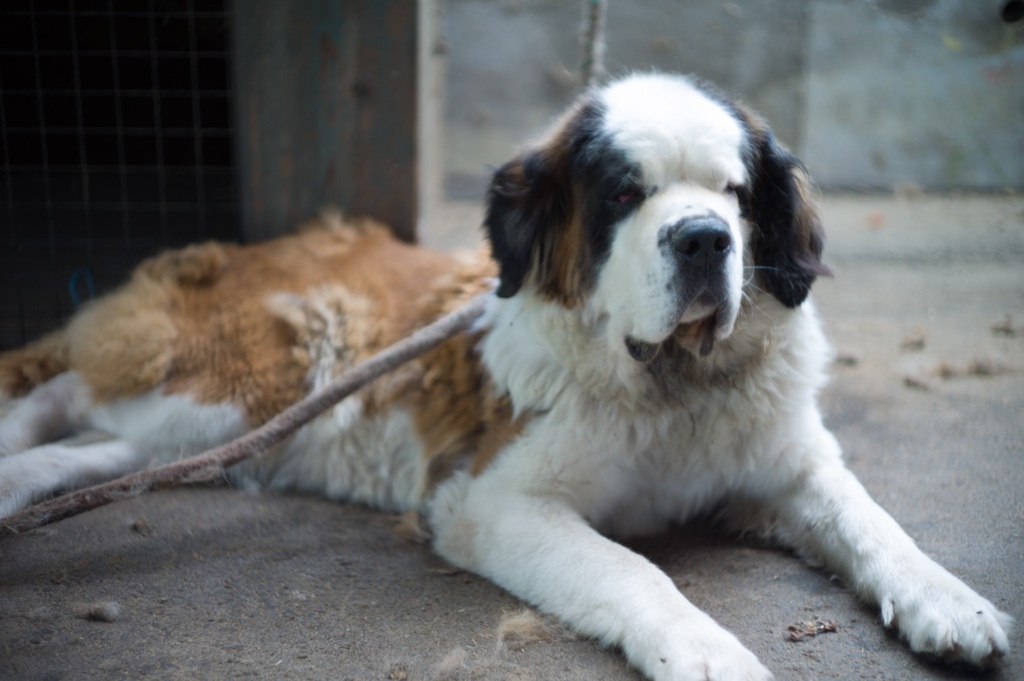 牧場犬