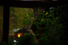 雨の小国神社①