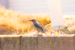 野鳥シリーズ（イソヒヨドリ=メス）