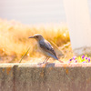 野鳥シリーズ（イソヒヨドリ=メス）