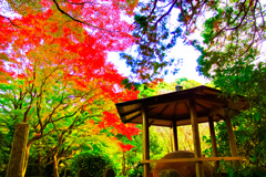 夜泣き石と紅葉