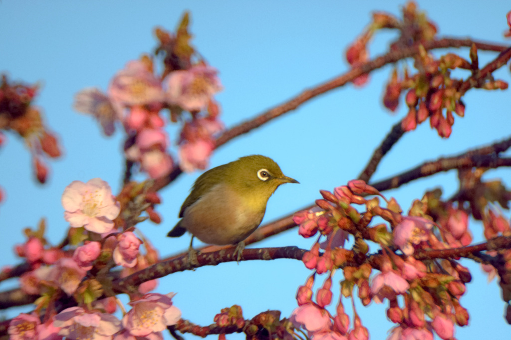 河津桜とメジロ