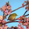 河津桜とメジロ